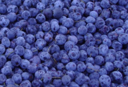 Sell  Blueberry Anthocyanin